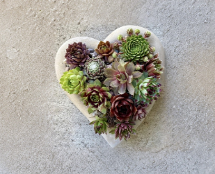 5 Sempervivum Varieties Live Plants Hens and Chicks Colorful Hardy Succulent Collection Set of 6 Total