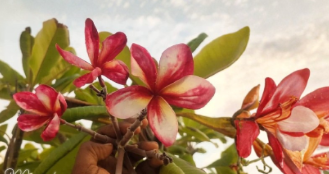 Plumeria Miracle Unrooted Cutting Fresh Middle Cut European Import Tropical Flowering Plant Stem