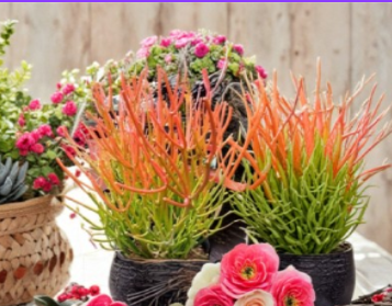 Sticks on Fire Pencil Cactus Cuttings 5 Count Euphorbia Tirucalli Unrooted Succulent Plant Stems
