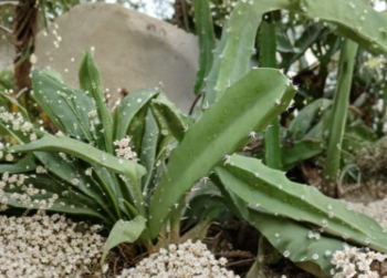 Acanthocereus Tetragonus White Cutting 6 Inch Triangle Cactus Pitaya Plant Unrooted Live Cactus Stem