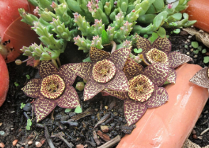 Orbea Variegata Lifesaver Plant Cuttings 2 Pcs 3 Inch Succulent Live Unrooted