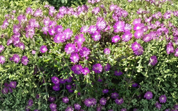 25 Creeping Ice Plant Cuttings Purple Pink Delosperma Ground Cover Succulent for Rock Garden Xeriscape