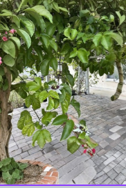 Passiflora edulis Passion Fruit Vine Cuttings Set of 10 Unrooted 8–10 Inch