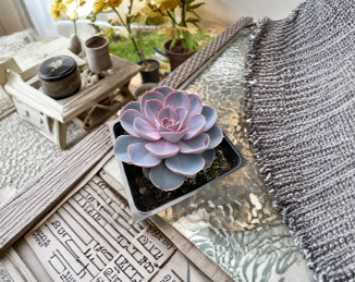 Echeveria Dusty Rose Succulent 3-4 Inch Cuttings Pink Rosette Live Plant Stems for Propagation