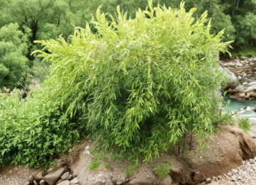 Black Bamboo Cutting Plant Phyllostachys Nigra Unrooted Stem for Garden Fence or Privacy Screen