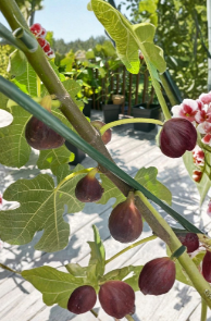 Organic Chicago Hardy Fig Cuttings 4 Count Ficus Carica Early Season Cold Hardy Fruit Tree for Rooting