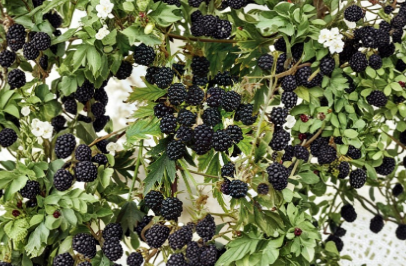 Natchez Thornless Blackberry Starter Plugs 10 Count Rubus Fruit Plant for Garden Growing