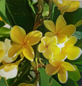 Yellow Plumeria Plant Cuttings 6 Inch Unrooted Frangipani Live Cuttings Set of 3