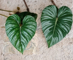 Philodendron Plowmanii Unrooted Cutting Growers Choice Rare Aroid Tropical Foliage Plant for Indoor Propagation