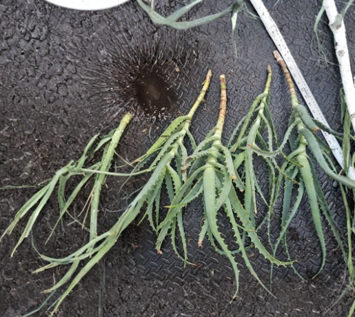 4 Aloe Arborescens Cuttings Torch Aloe Succulent Plant Stems for Propagation Outdoor Garden or Container Growing