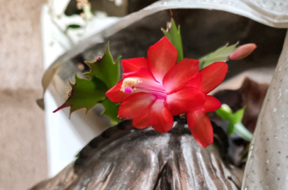 Schlumbergera Thanksgiving Christmas Cactus Rooted Cutting Live Houseplant