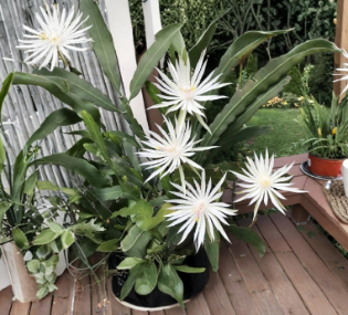 Epiphyllum Hookeri Strictum Cuttings 3 Count Orchid Cactus Night Blooming Cereus