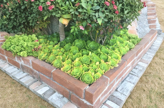 Aeonium arboreum Cuttings 5 Count 4 to 6 Inch Rosette Succulent Cactus Rose Plant Stems