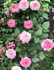 Queen of Elegance Rose Cuttings Set of 4 Unrooted Hardwood 10 Inch