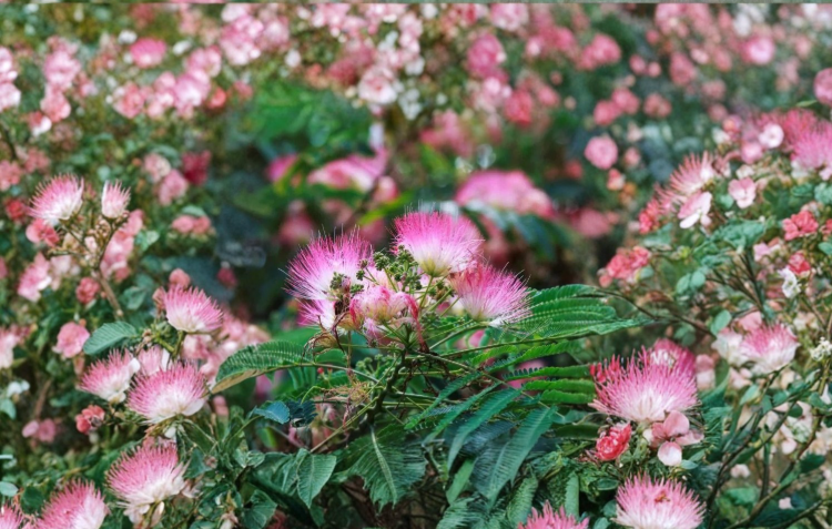 20 Pink Mimosa Tree Cuttings 7-8 Inch Unrooted Albizia Julibrissin Silk Tree Stems for Rooting