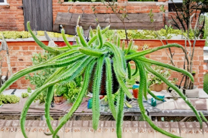 Dog Tail Cactus 4 Cuttings 10-12 Inch Trailing Succulent Stems for Propagation Hanging Cactus Plant