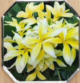 Plumeria Yellow Spider Unrooted Cutting Fresh Middle Cut European Import Tropical Flowering Plant