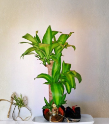 Dracaena Fragrans Massangeana Cutting Corn Plant Palo de Agua Brazil Wood Live Stem for Propagation