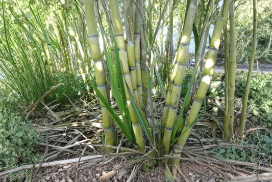 5 Rooted Sugarcane Plants Saccharum Officinarum Tropical Cane Ready to Plant Live Starter Plants