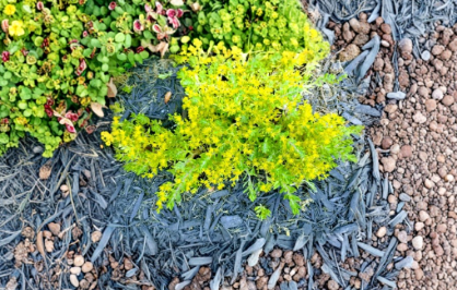 Creeping Sedum Ground Cover Plants 25 Count 1 to 3 Inch Perennial Cuttings Live Stonecrop