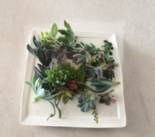 15 Mixed Succulent Cuttings Assorted Varieties Live Unrooted Succulents for Propagation Container Garden DIY Planting