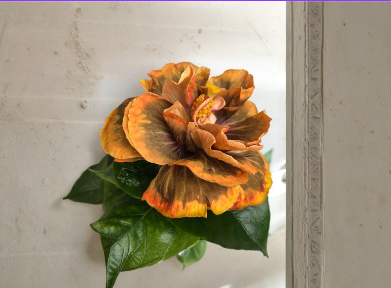 Varvara Krasa Hibiscus 2 Cuttings Tropical Flowering Plant Stems for Propagation Garden Shrub