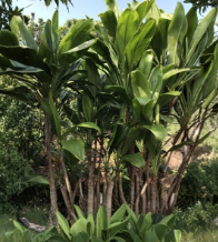 50 Hawaiian Green Ti Leaf Cuttings 6 Inch Cordyline Fruticosa Starter Logs