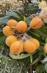 Sunset Orange Loquat Scions 3 Count Eriobotrya Japonica Sweet Fruit Tree Cuttings for Grafting Home Orchard