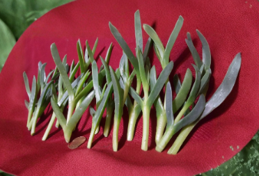 Ice Plant Carpobrotus Edulis Cuttings 17 Count Coastal Pigface Succulent 3 to 5 Inch