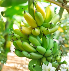 Gran Nain Banana Tree Starter Plugs 10 Live Musa Acuminata Plants Tropical Fruit Variety