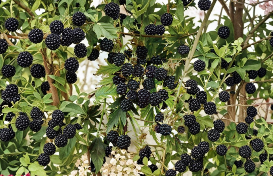 10 Natchez Thornless Blackberry Starter Plugs Rubus Fruit Plant Live Garden Berry Bush