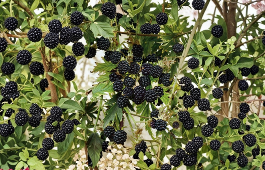 10 Natchez Thornless Blackberry Starter Plugs Rubus Fruit Plant Live Garden Berry Bush