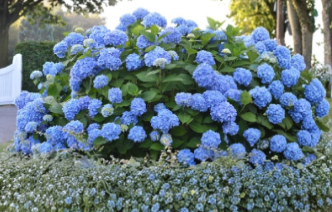 Blue Hydrangea Unrooted Cuttings Fresh Summer Cuttings Hydrangea macrophylla Lot of 10