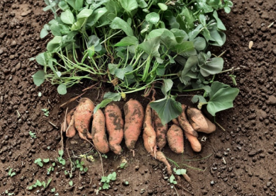 24 Beauregard Sweet Potato Slips Live Rooted Plants Vegetable Garden Starter