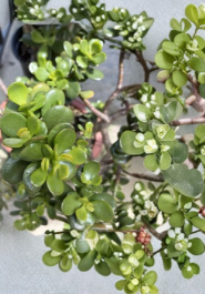 Crassula Ovata Jade Plant Cuttings 4-6 Inch Small Leaf and Big Leaf 2 Unrooted Succulent Stems