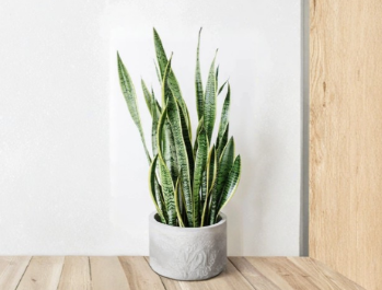 Snake Plant Unrooted Cuttings Set of 3 Dracaena trifasciata Leaf Clippings