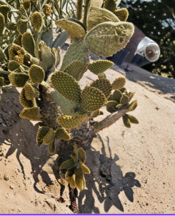 Bunny’s Ears Cactus Cuttings Opuntia microdasys Unrooted 20 Pack 3–5 Inch