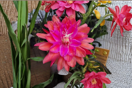 Epiphyllum Marmalade Punch Unrooted Cuttings 8 to 10 Inch Orchid Cactus Live Plant Stems for Propagation