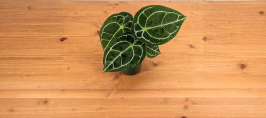 Anthurium forgetii White Stripe Live Plant 4 Inch Pot Tropical Indoor Houseplant