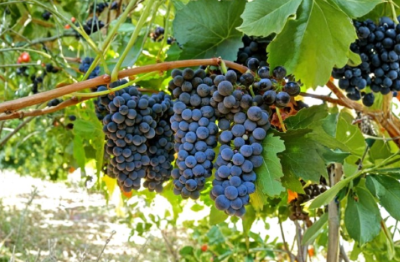 Petite Sirah Grape Vine Cuttings Set of 3 Unrooted Hardwood Scion