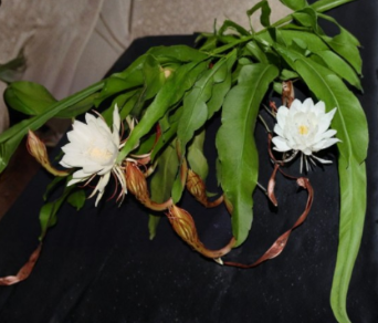 2 Epiphyllum Oxypetalum Live Plants Queen of the Night Orchid Cactus Tropical Flowering Plant