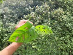 Monstera Swiss Cheese Plant Rooted Cutting Live Indoor Houseplant
