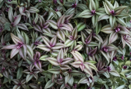 Tradescantia Zebrina Purple Plant Cuttings 6 Count Live Inch Plant Vine for Rooting Indoor Trailing Houseplant