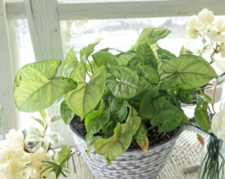 Berry Allusion Syngonium Cuttings 5 Count Syngonium Podophyllum Unrooted Arrowhead Plant