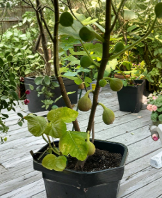 Teramo Fig Cuttings Set of 3 Unrooted Hardwood Fig Tree Scion