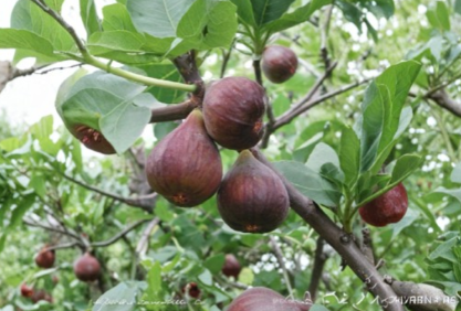 Fig Tree Cutting 10 Inch Hardwood Stem Ficus carica Live Plant Starter No Pot