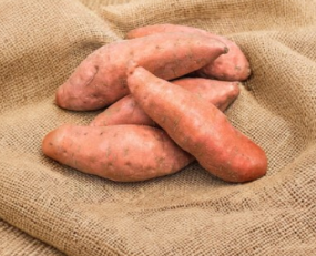Sweet Potato Slips Covington Variety Live Rooted Plants Set of 24 Ipomoea batatas