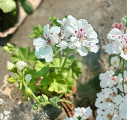 White Geranium Live Plant in 6 Inch Pot Pelargonium Flowering Houseplant