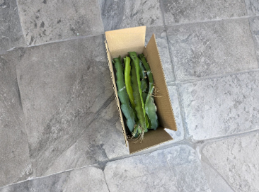 10 Labeled Dragon Fruit Cuttings 8–14 Inch Unrooted Pitaya Cactus for Propagation