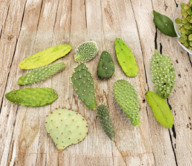 Opuntia Cactus Pads 6 Assorted Cuttings Live Prickly Pear Succulent Plant for Propagation Desert Garden Outdoor Container